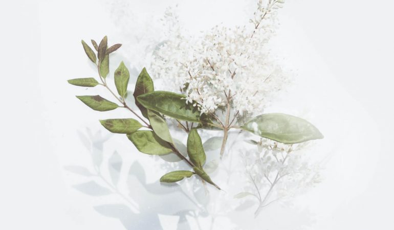 green-leafed-plant-with-white-flowers