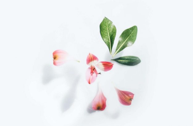 pink-flower-on-white-background-3825880