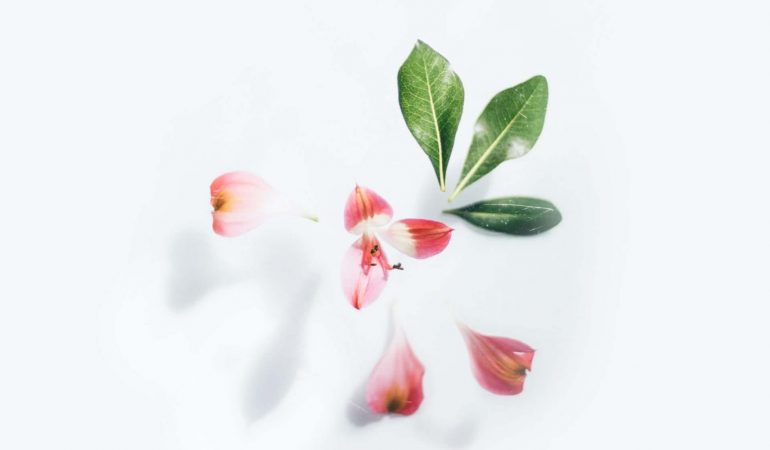 pink-flower-on-white-background-3825880