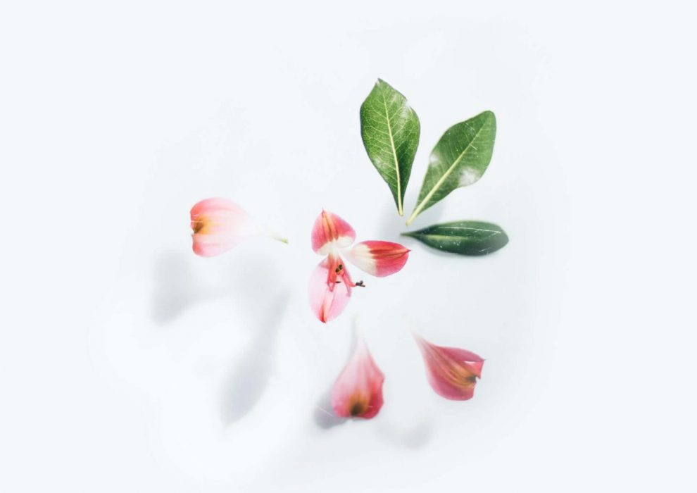 pink-flower-on-white-background-3825880