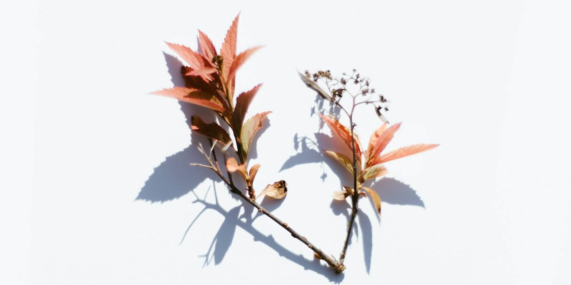 evie-s-NEV6GhyEj8k-unsplash